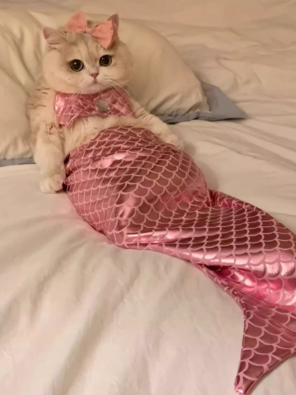 922707dfdf2047449728fd547a012390-Max