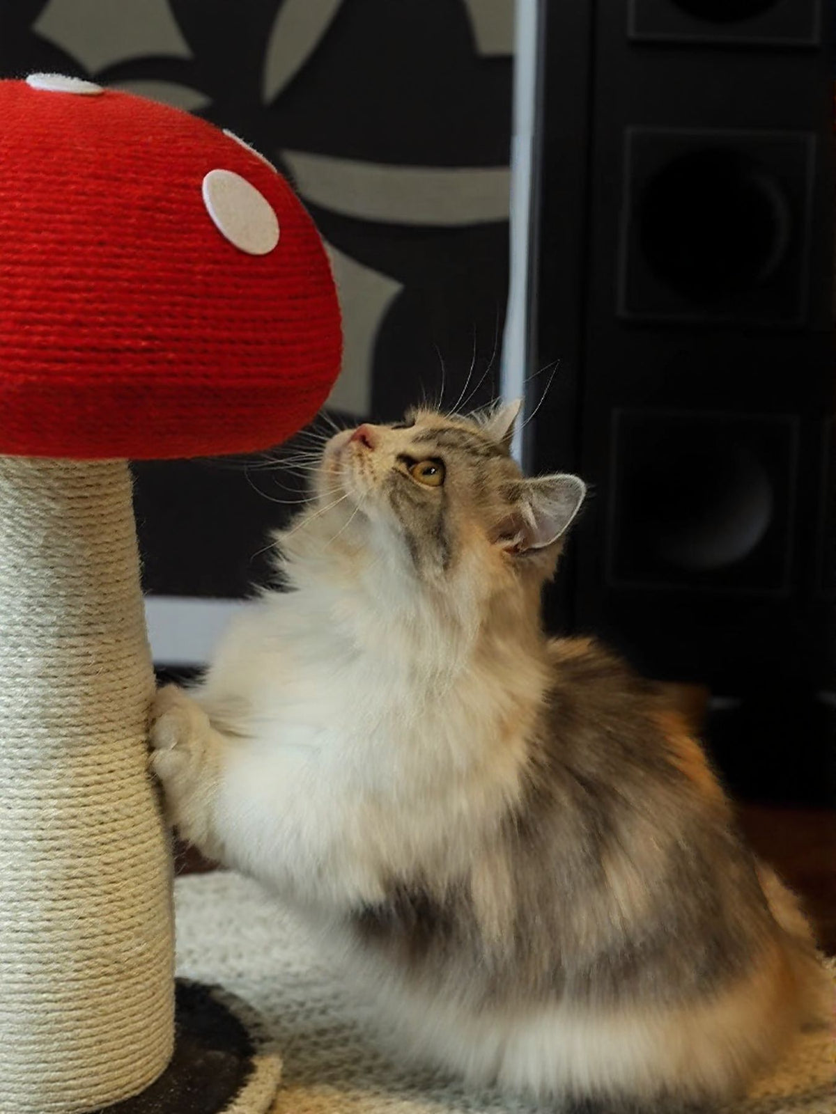 c45485bf-e4d0-4e85-a2ff-3c36f06eb47d-Max